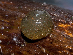 trychopteran egg ball
laid just above water line by Chris Krambeck 